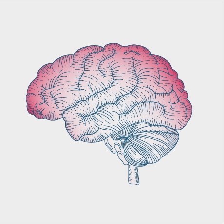 A monochromatic illustration of a human brain with red gradient shading.
