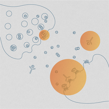 Illustration of CGRP being released by nerve endings and being targeted by CGRP inhibitors which is emphasized with orange circles. 
